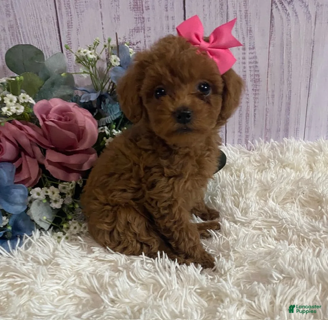 Toy Poodle dogs for sale: Pixie- tiny - Ad 1