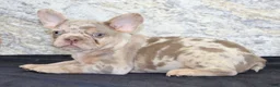 French Bulldog dogs for sale: Ernie Male AKC French Bulldog - Ad 2