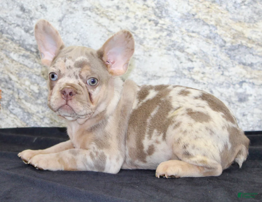 French Bulldog dogs for sale: Ernie Male AKC French Bulldog - Ad 2