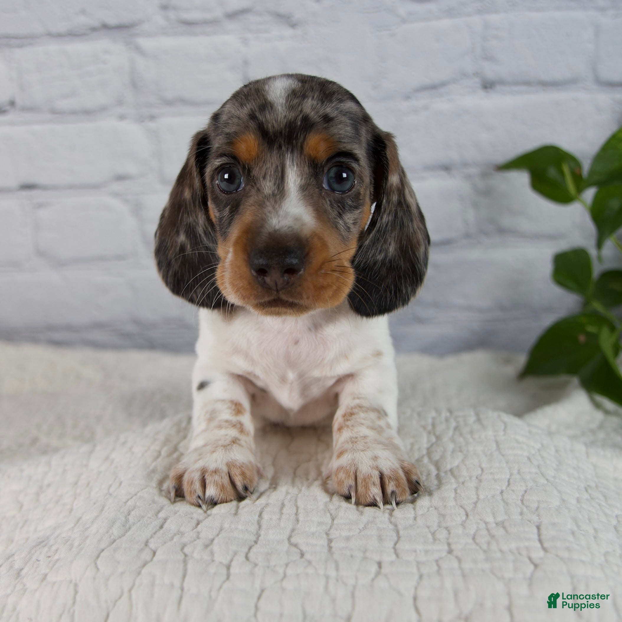 Miniature Dachshund dogs Hans - Ad 1