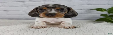 Hans