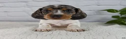 Miniature Dachshund dogs for sale: Hans - Ad 1