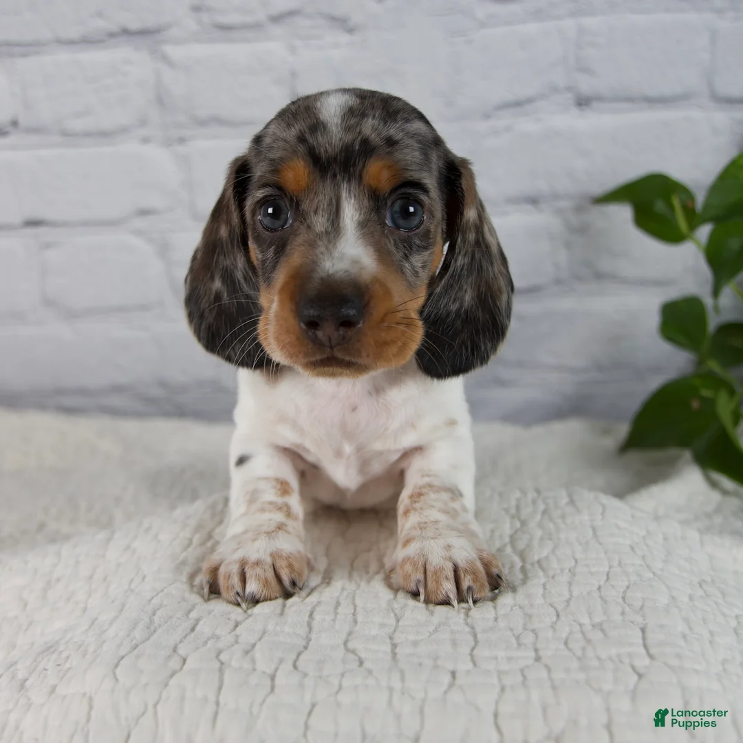 Miniature Dachshund dogs for sale: Hans - Ad 1