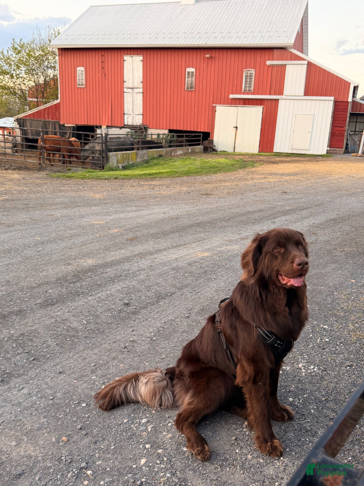 Newfoundland dogs Newfoundland Puppy 1 - Ad 1