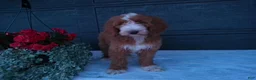 Goldendoodle dogs for sale: Ginger  - Ad 13