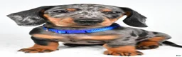 Miniature Dachshund dogs for sale: Echo - Ad 8