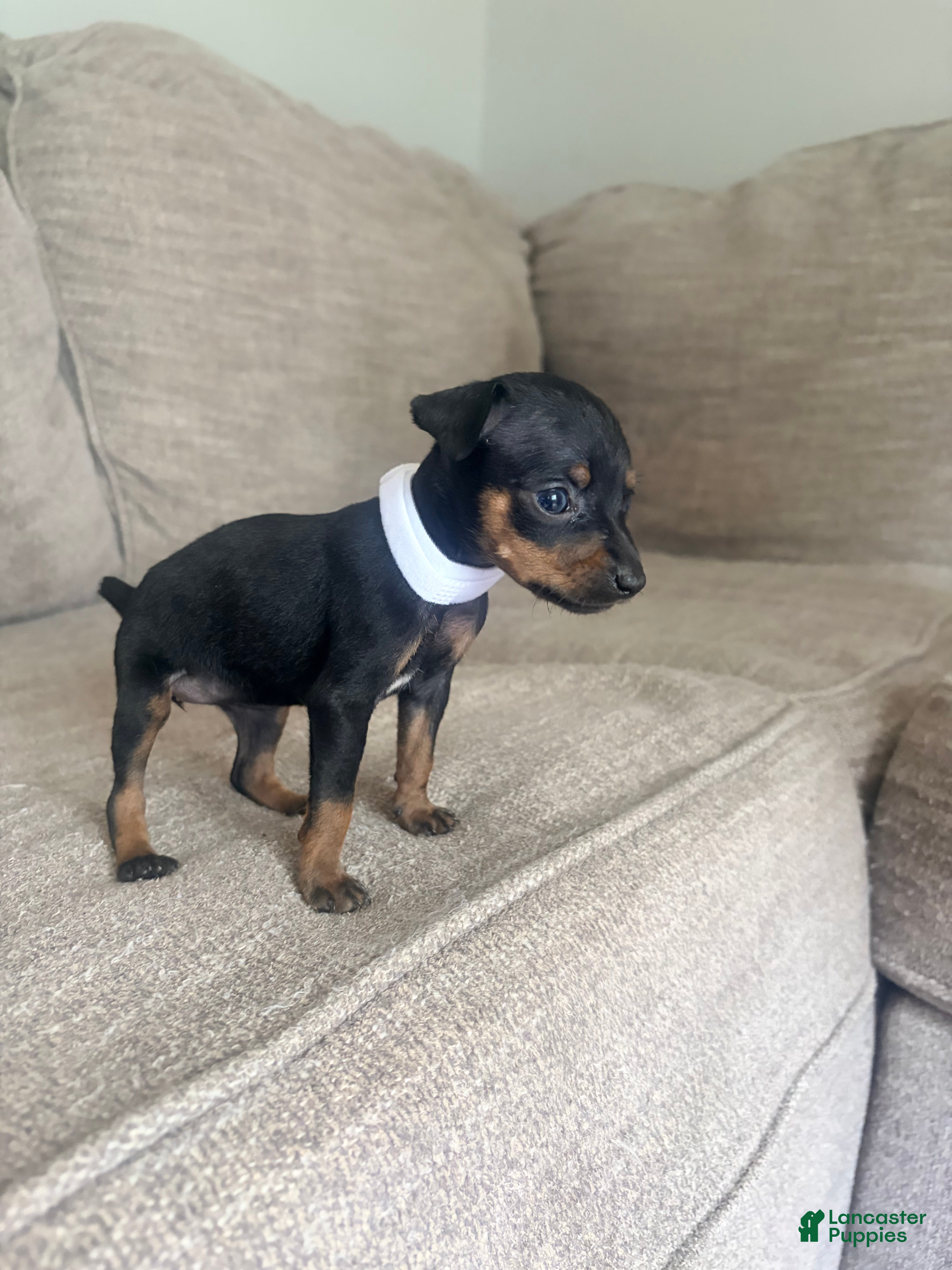 Miniature Pinscher dogs Miniature Pinscher 1 - Ad 38