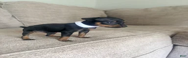 Miniature Pinscher 1