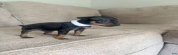 Miniature Pinscher dogs for sale: Miniature Pinscher 1 - Ad 1