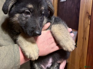 German Shepherd dogs Duke - Ad 40