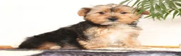 Yorkshire Terrier dogs for sale: Kato - Ad 5
