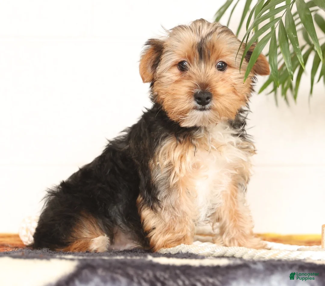 Yorkshire Terrier dogs for sale: Kato - Ad 5
