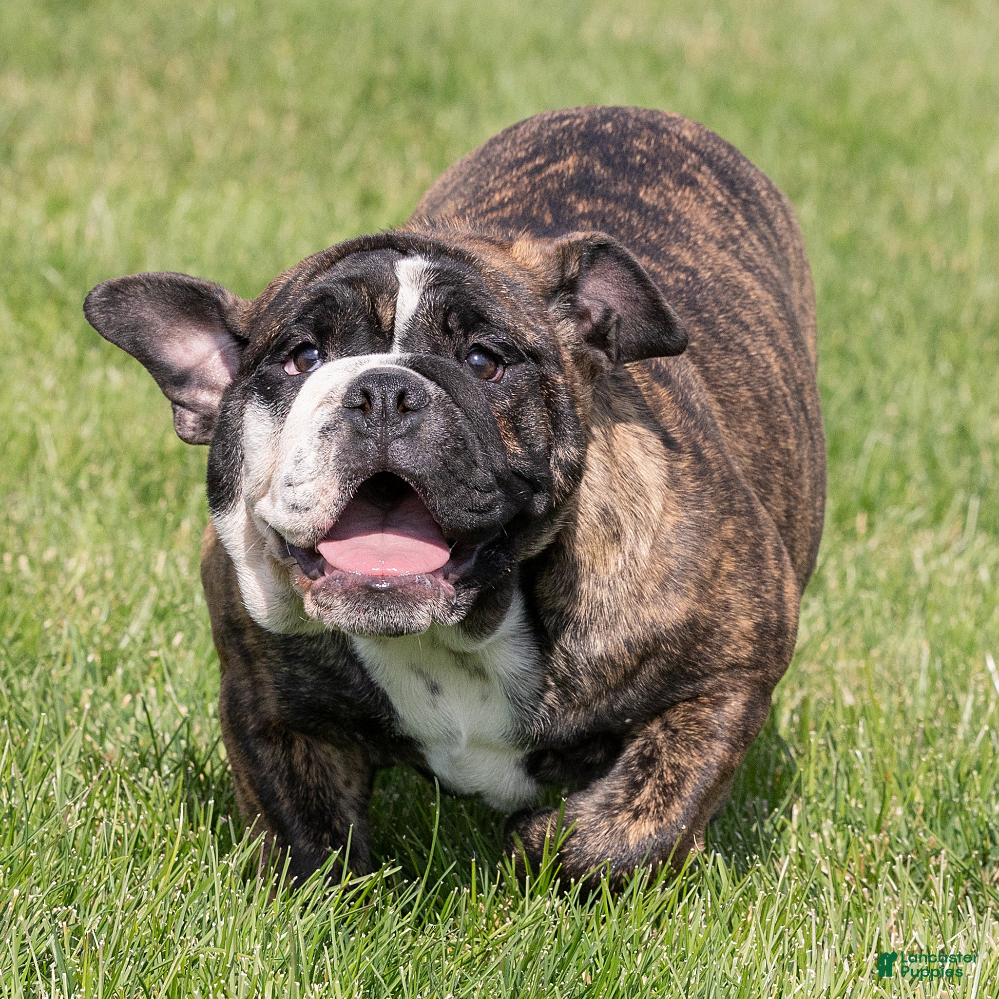 English Bulldog dogs for sale: Mable English Bulldog  - Ad 2