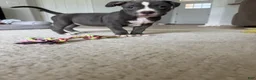 American Bully dogs for sale: Sadie - XL American Bully Puppy  - Ad 6