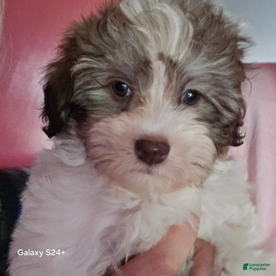 Havanese dogs for sale: Tender  - Ad 2