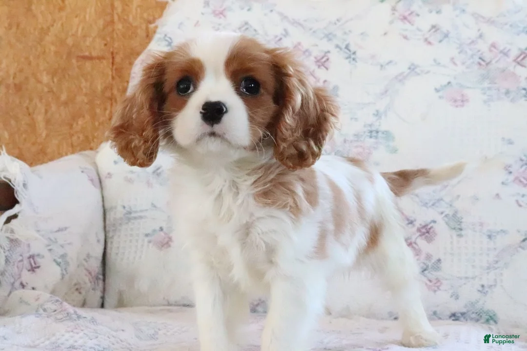 Cavalier King Charles Spaniel dogs for sale: Moon - Ad 2