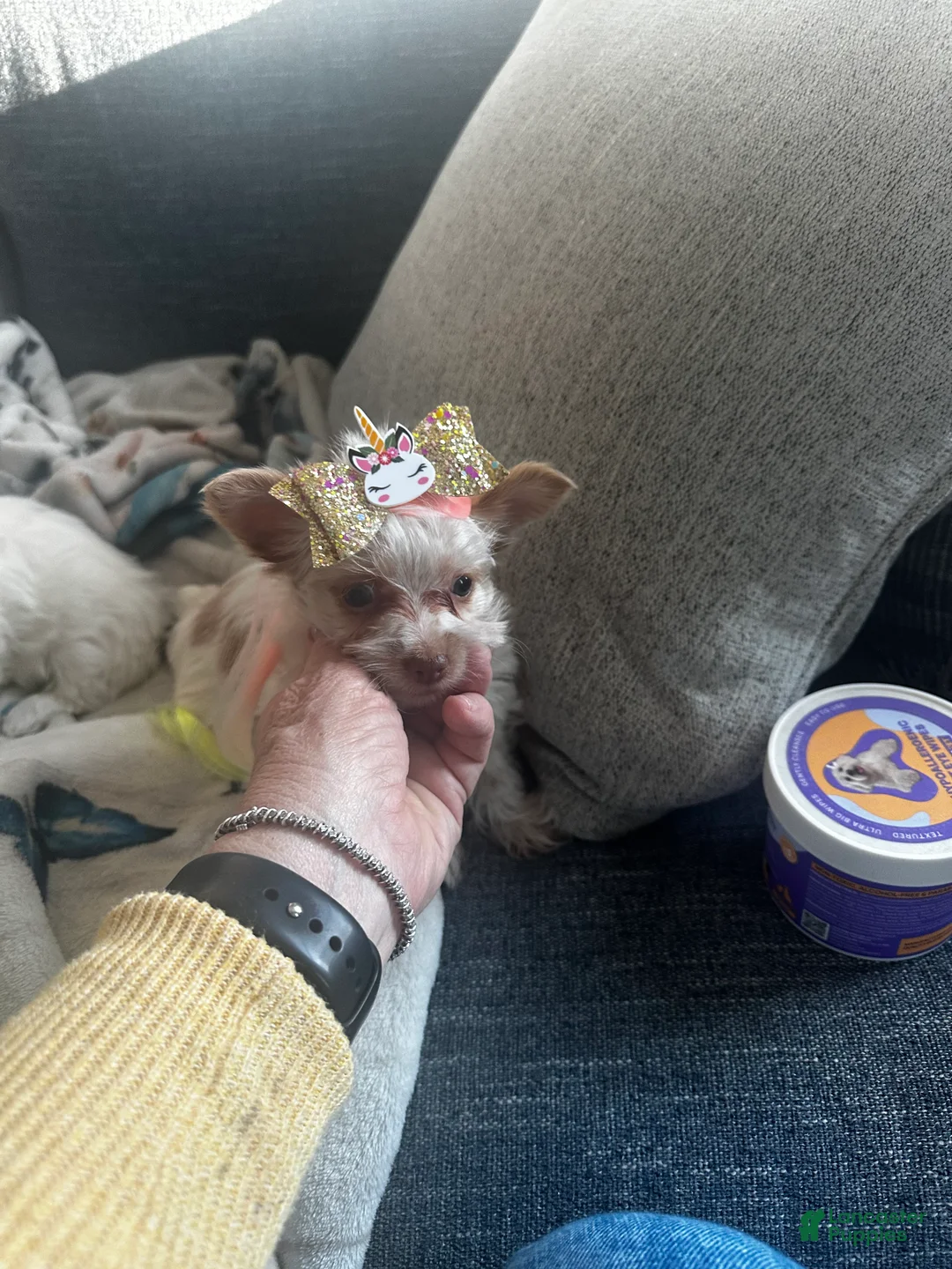 Yorkshire Terrier dogs for sale: AKC Mochi - Ad 5