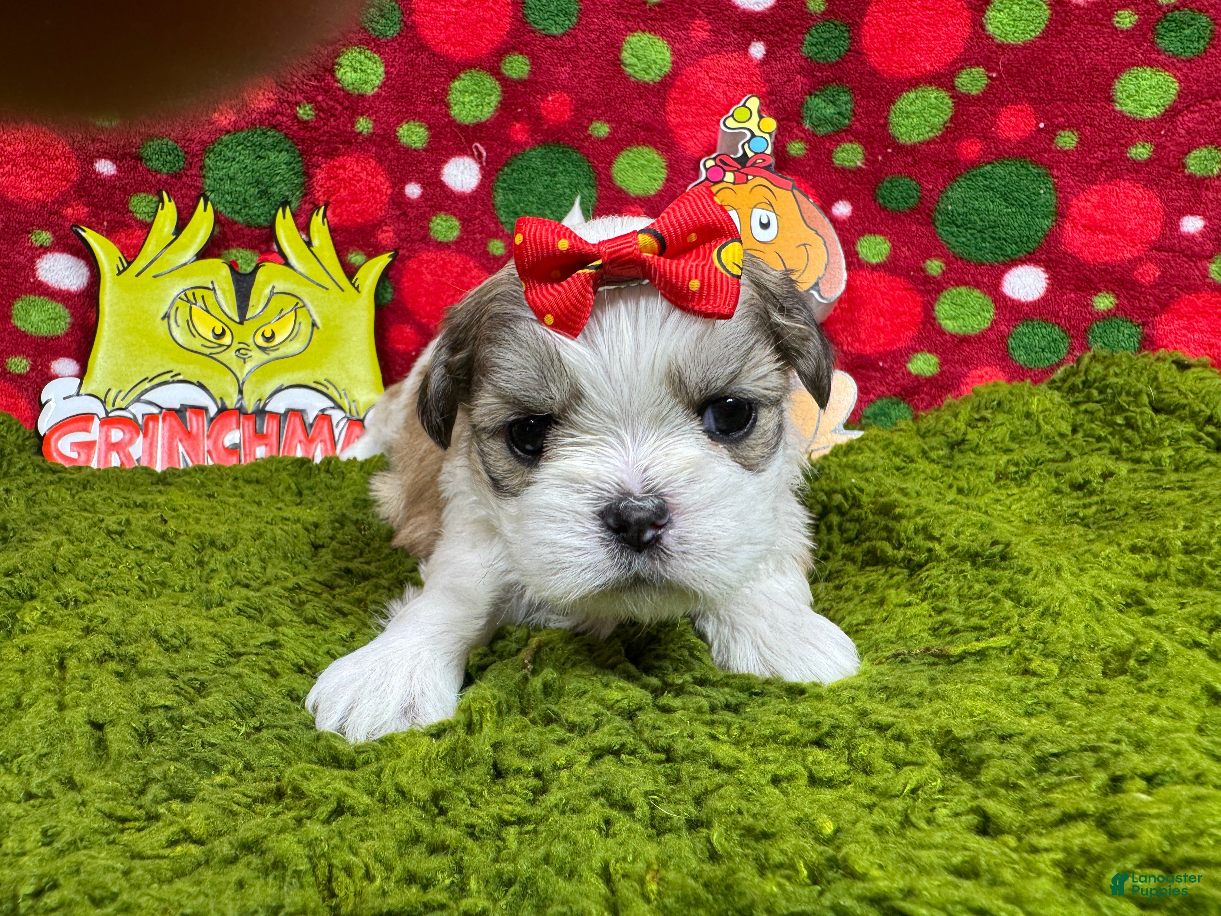 Shih Tzu dogs Shih Tzu Puppy 6 - Ad 15