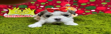 Shih Tzu Puppy 6