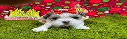 Shih Tzu dogs for sale: Shih Tzu Puppy 6 - Ad 1