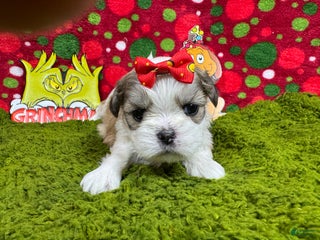 Shih Tzu dogs Shih Tzu Puppy 6 - Ad 8