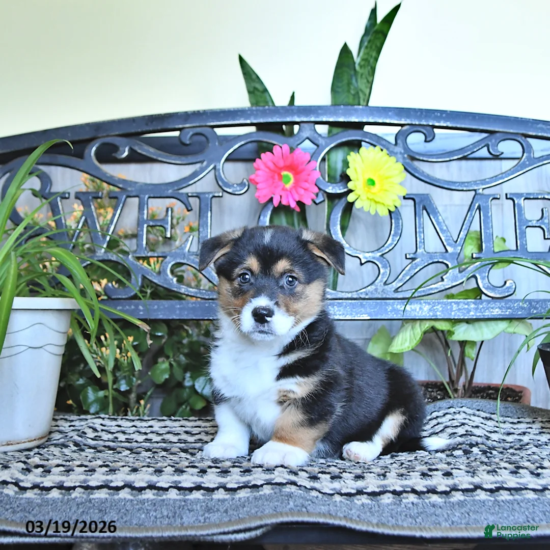 Welsh Corgi Pembroke dogs for sale: Skipper - Ad 1