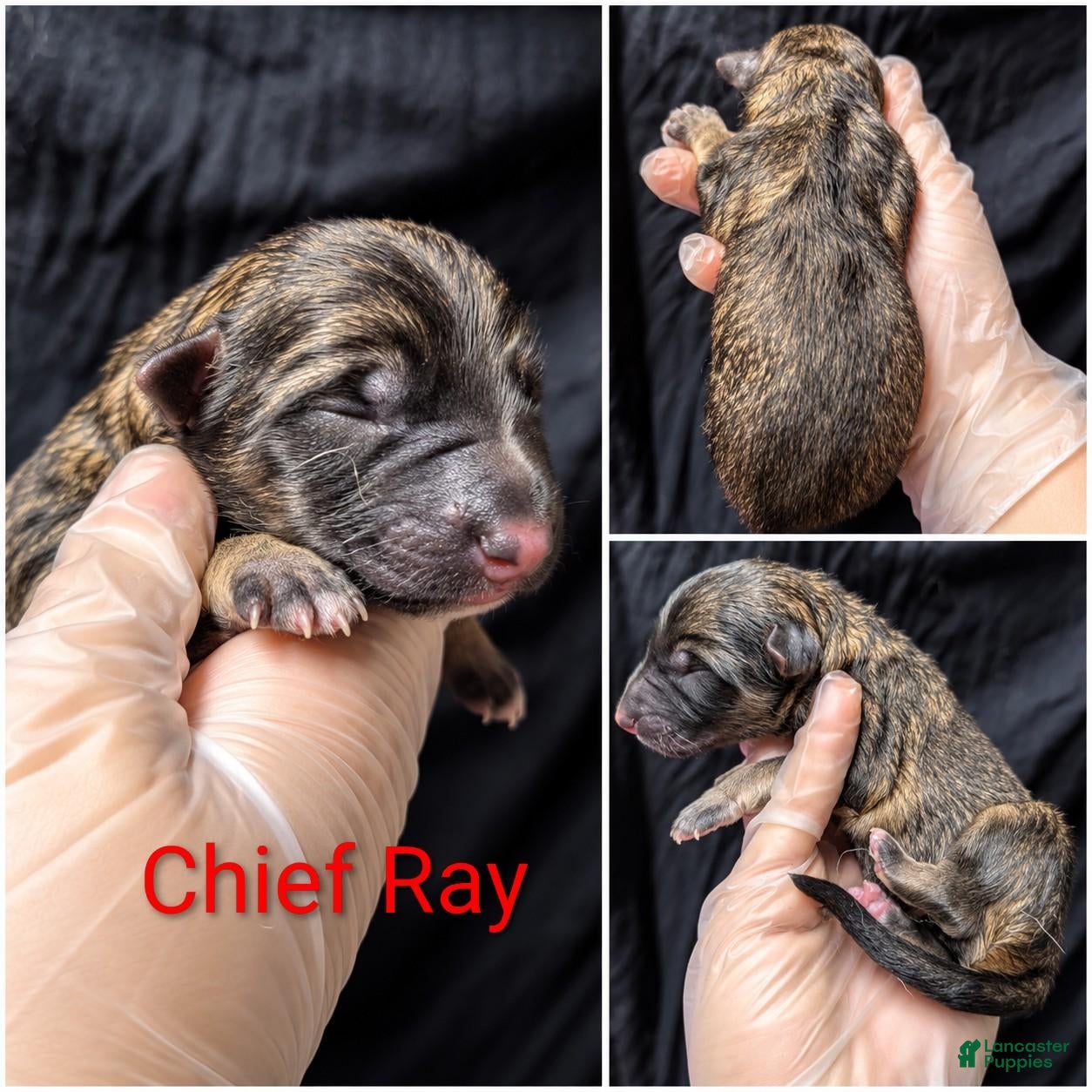 German Shepherd dogs Chief Ray - Ad 1