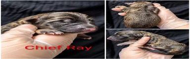 Chief Ray