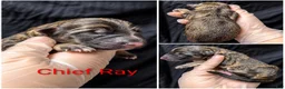German Shepherd dogs for sale: Chief Ray - Ad 1