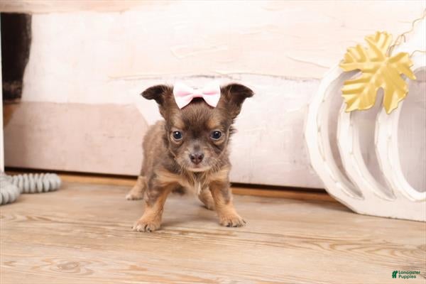 Chihuahua dogs Chihuahua Puppy 1 - Ad 19