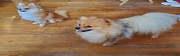 Pomeranian dogs for sale: Vera 1 - Ad 7