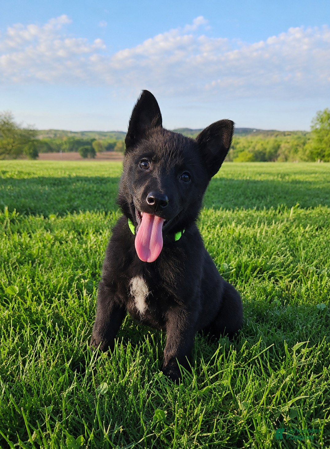 German Shepherd dogs Clover - Ad 1