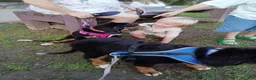 Bernese Mountain Dog dogs for sale: Bernese Mountain Dog 2 - Ad 41