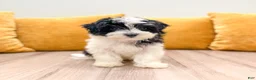 Havanese dogs for sale: Callie - Ad 1