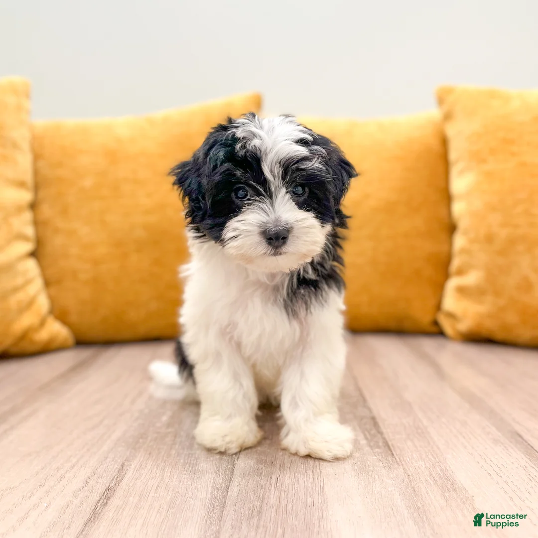 Havanese dogs for sale: Callie - Ad 1