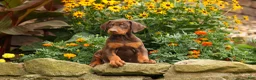 Doberman Pinscher dogs for sale: DIXIE - Ad 9