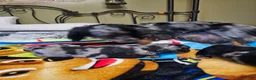 Miniature Dachshund dogs for sale: Miniature Dachshund 2 - Ad 9