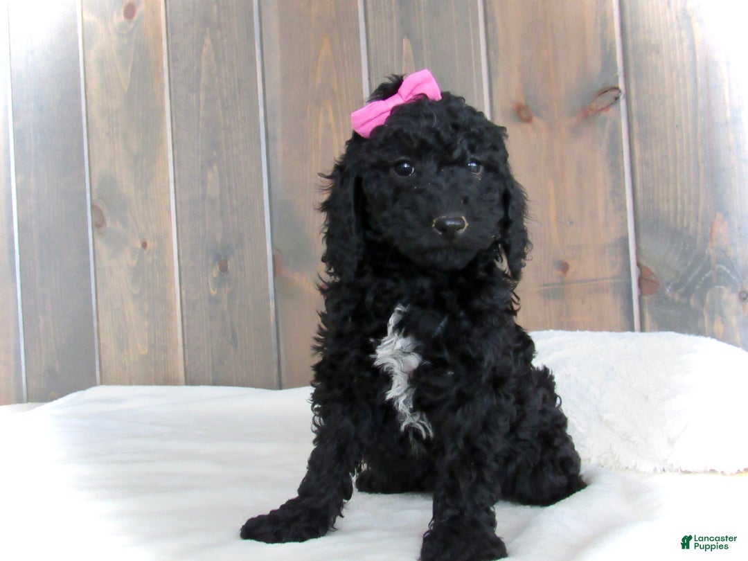 Mini Goldendoodle dogs for sale: Bella - Ad 24