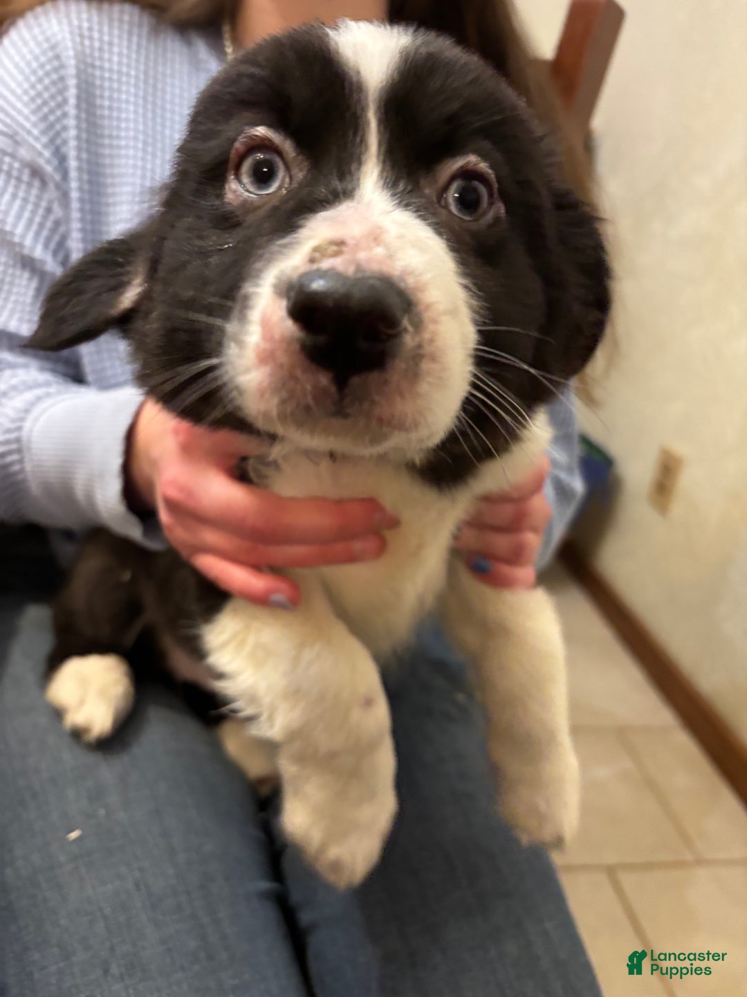 Australian Shepherd dogs for sale: Charlotte - Ad 1