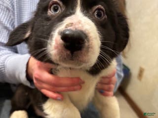 Australian Shepherd dogs Charlotte - Ad 28