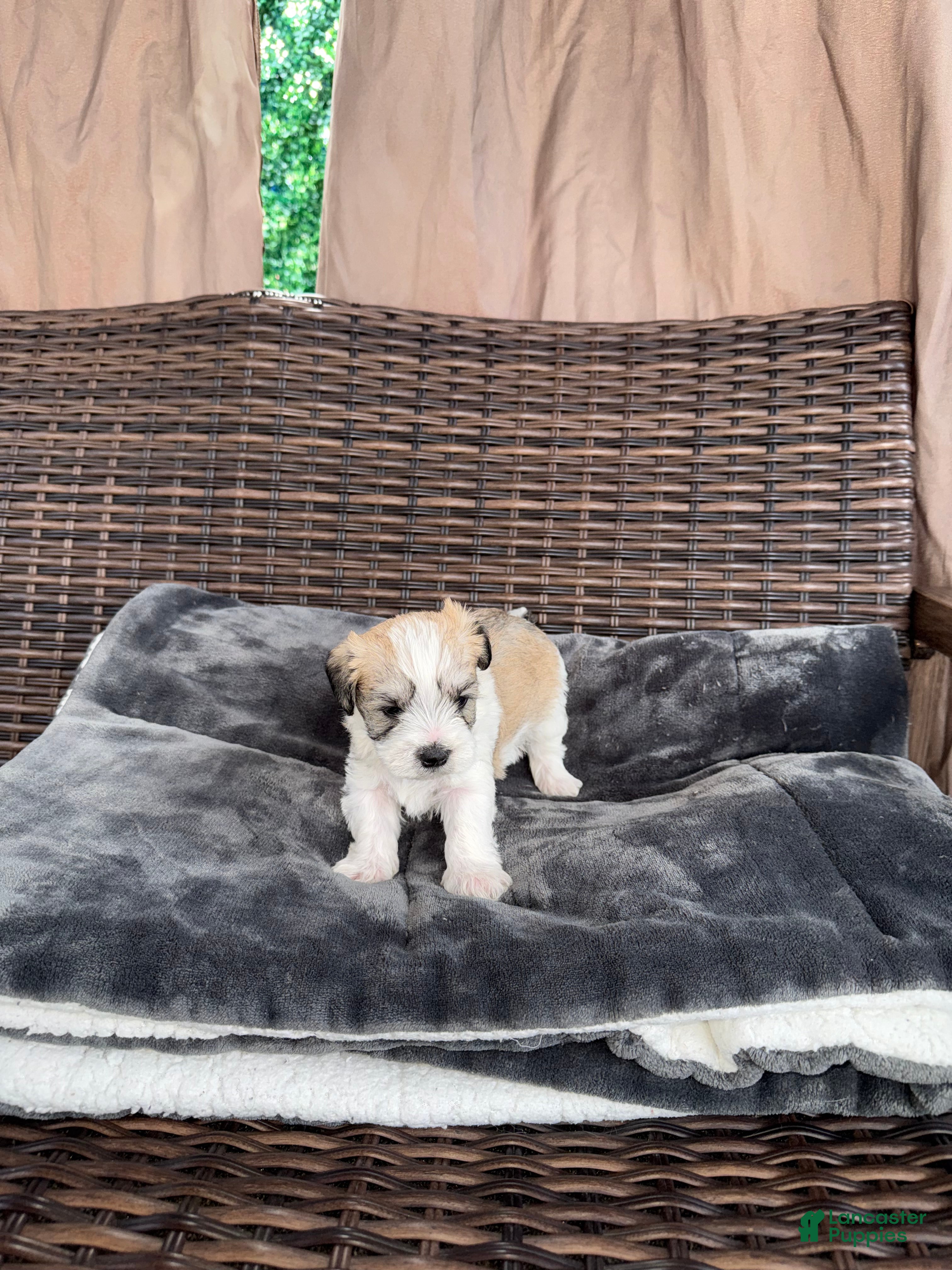 Mixed Breed dogs Stormy - Ad 2
