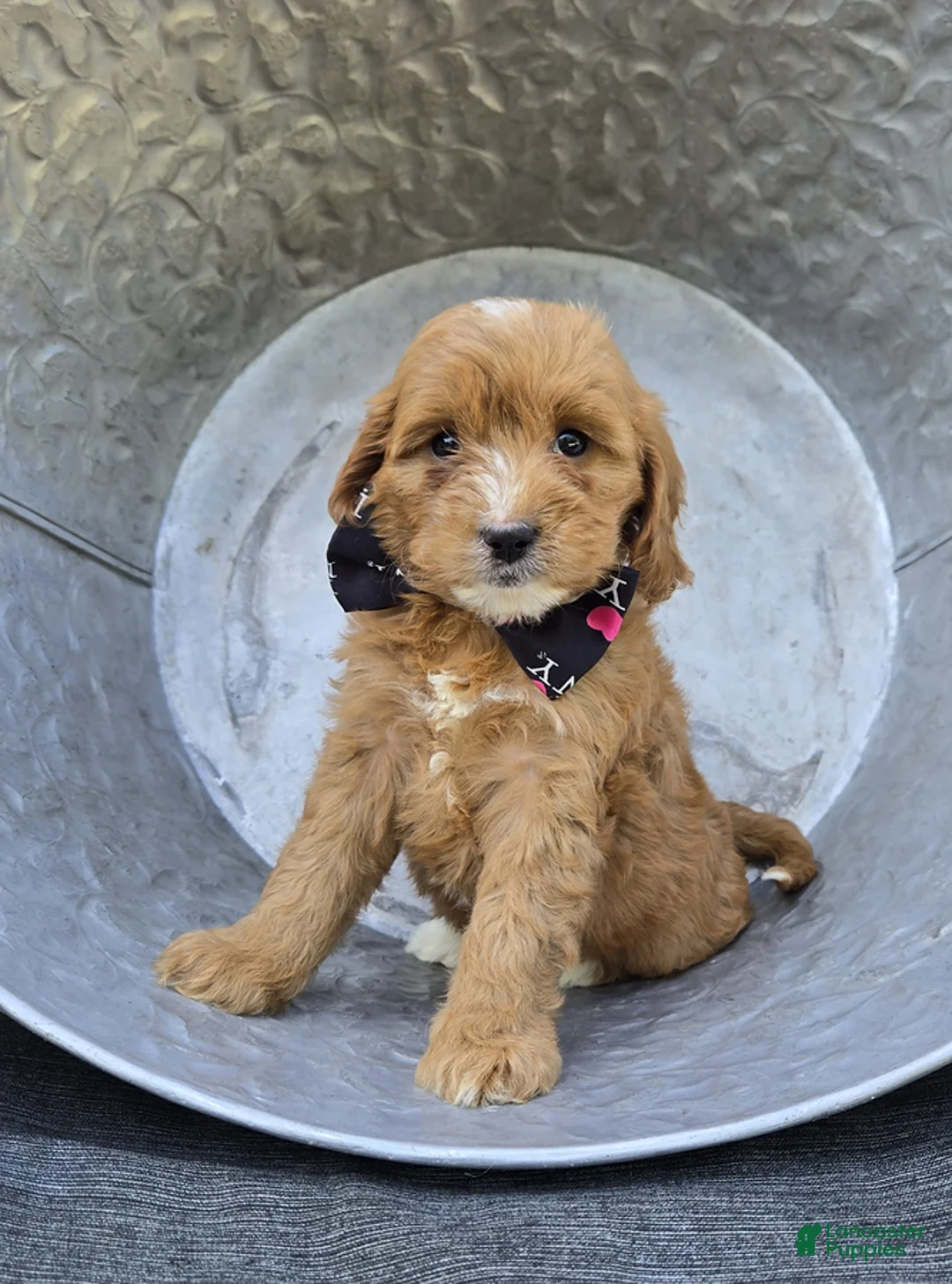 Cavapoo dogs for sale: Shelly - Ad 2