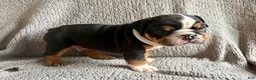 English Bulldog dogs for sale: Oscar - Ad 3