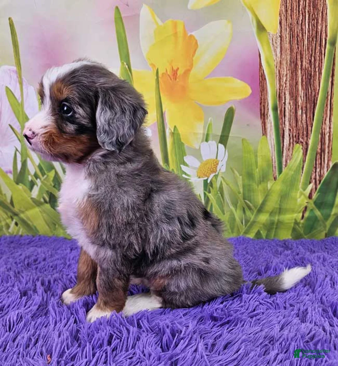 Mini Bernedoodle dogs for sale: Sierra - Ad 3