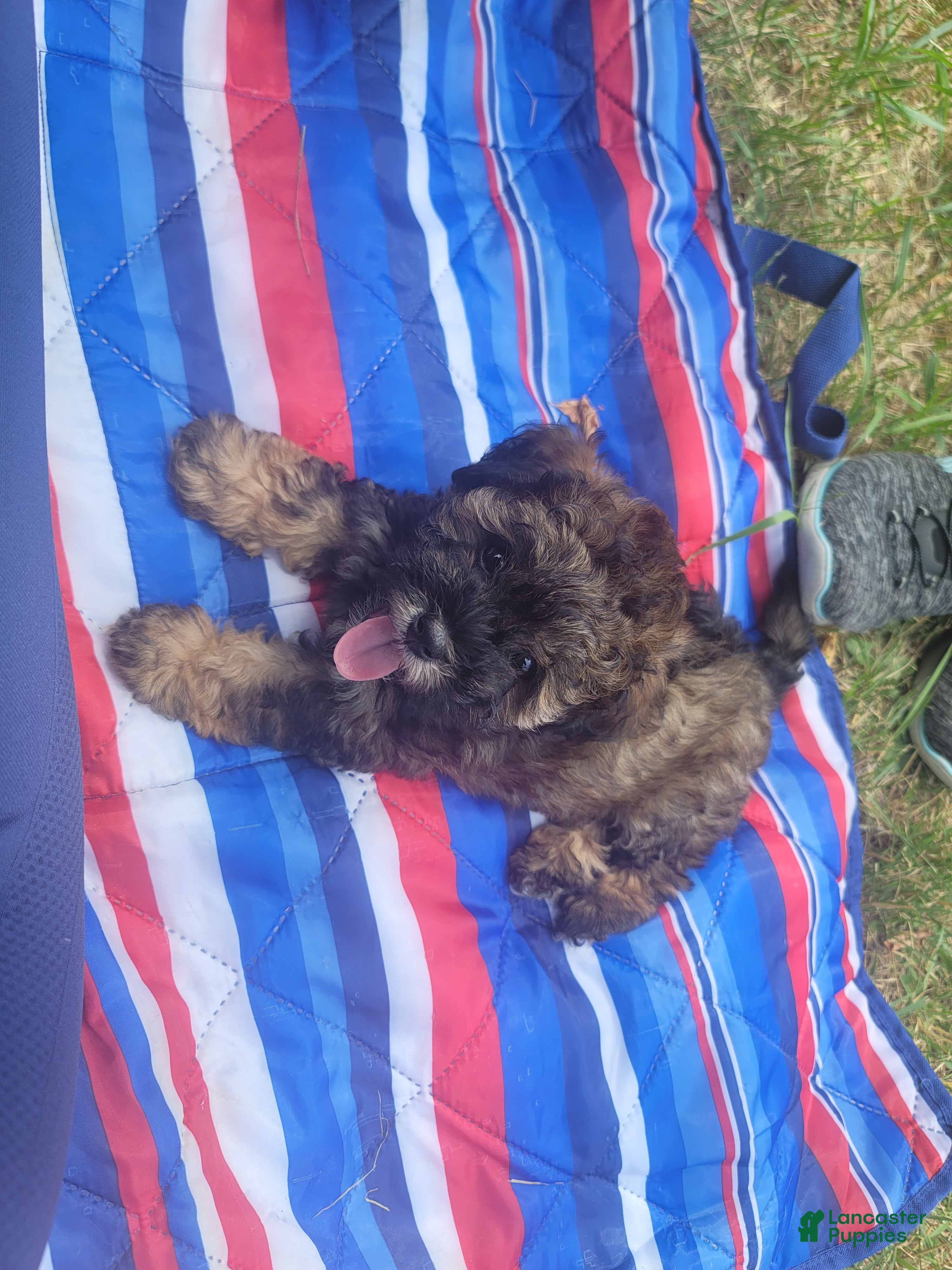Shihpoo dogs for sale: Marbles - Ad 2