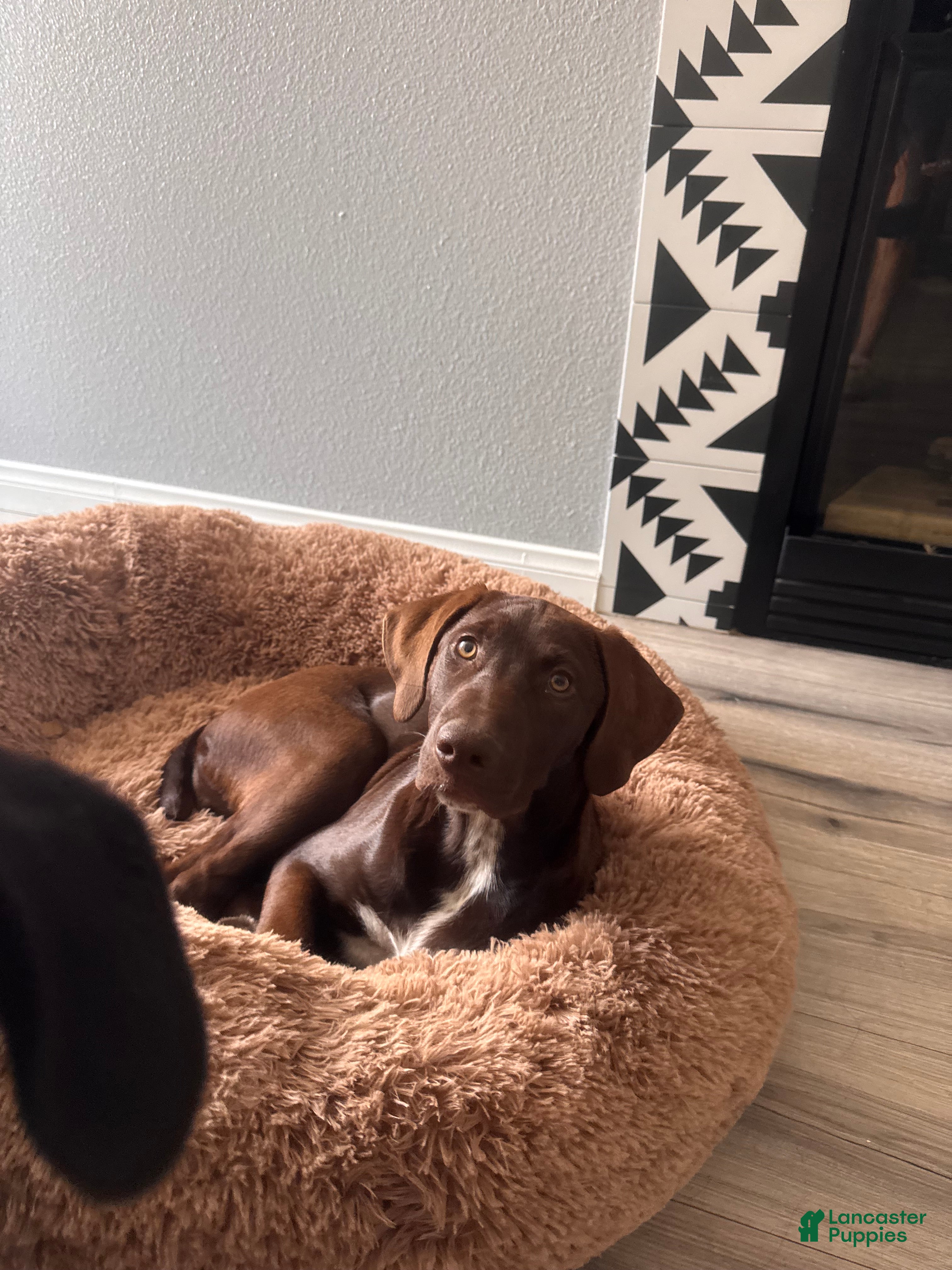 Mixed Breed dogs for sale: Coco  - Ad 1
