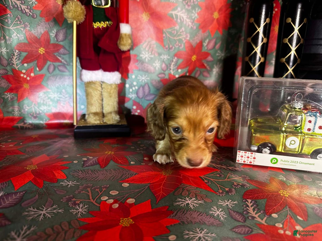 Dachshund dogs for sale: Lola bunny - Ad 7