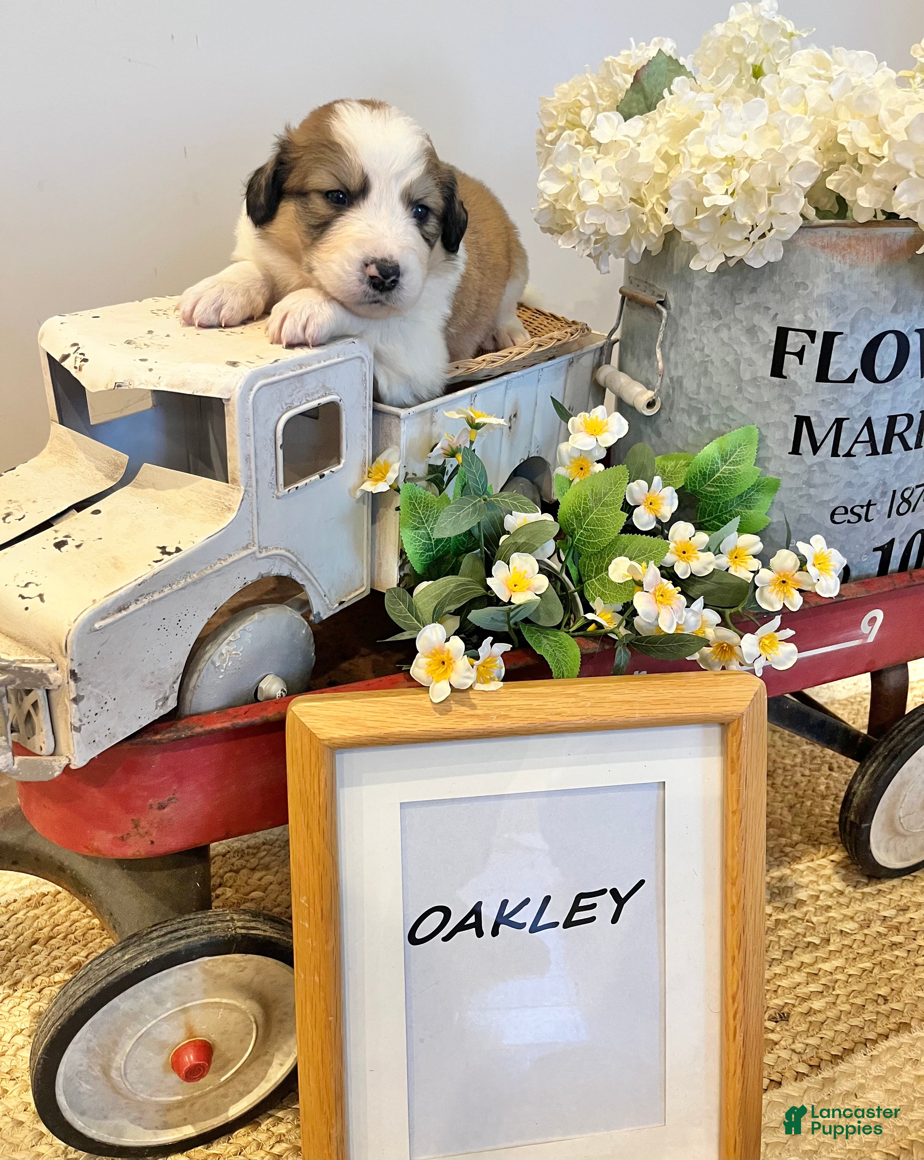 Mixed Breed dogs Daisy - Ad 16
