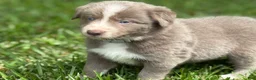 Border Collie dogs for sale: Lilac short hair - Ad 4
