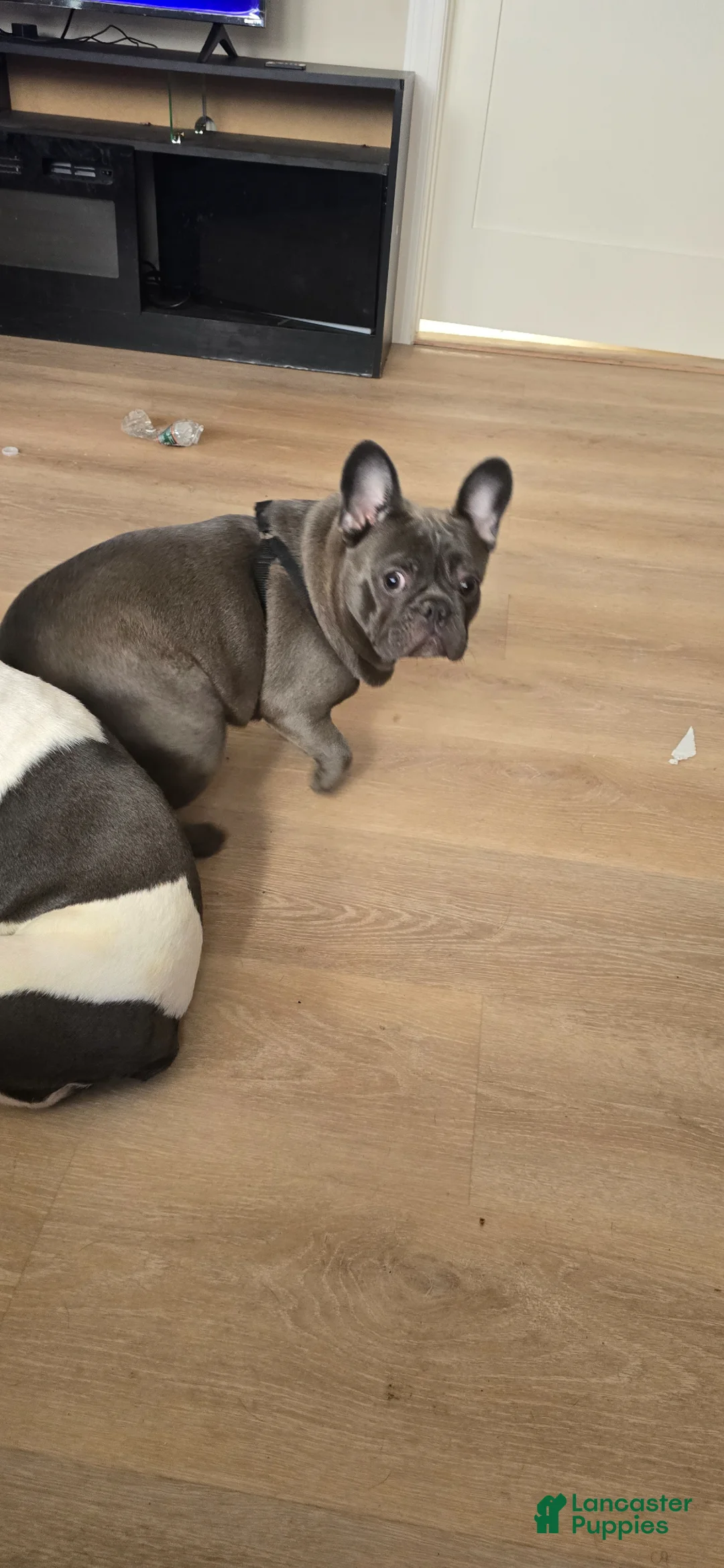 French Bulldog dogs for sale: French Bulldog Puppy 2 - Ad 2